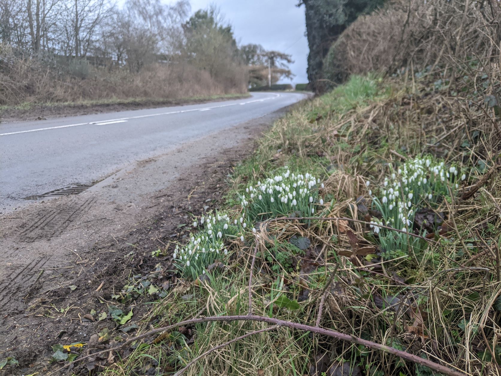 Snowdrops on south approach,February 23rd